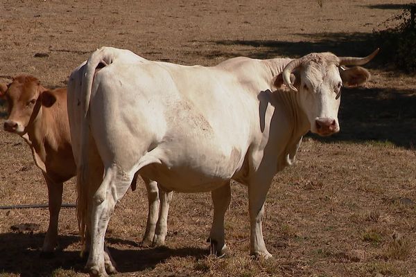 Les vaches souffrent de la sécheresse en ce mois d'août.