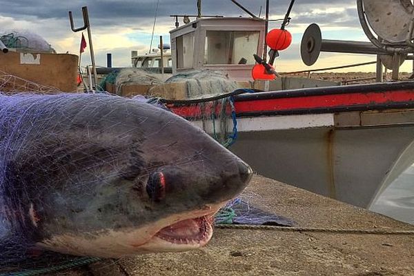 Argelès-sur-Mer (Pyrénées-Orientales) - le requin renard de 5 mètres de long et 150 kg - 17 avril 2015.