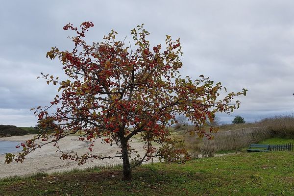 Plage de la Manchette à Saint-Jacut-de-la-Mer 