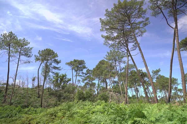 Deux ans après le terrible incendie de l'été 2022, la fôret usagère de La Teste-de-Buch a rouvert.