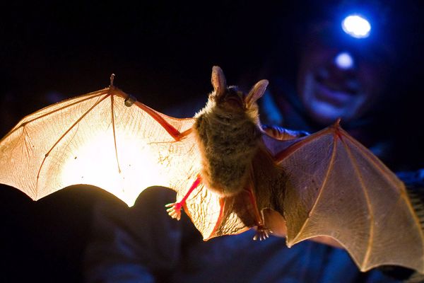 Le samedi 15 juillet, le conseil départemental du Puy-de-Dôme organise une sortie nocturne à la découverte des Barbastelles, dans la forêt de la Comté.