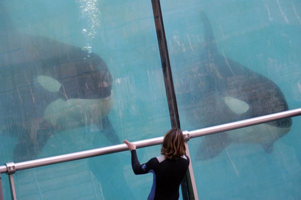 12 février 2006, Antibes (Alpes-Maritimes) : Un dresseur s'occupe d'orques au Marineland, premier zoo marin d'Europe.