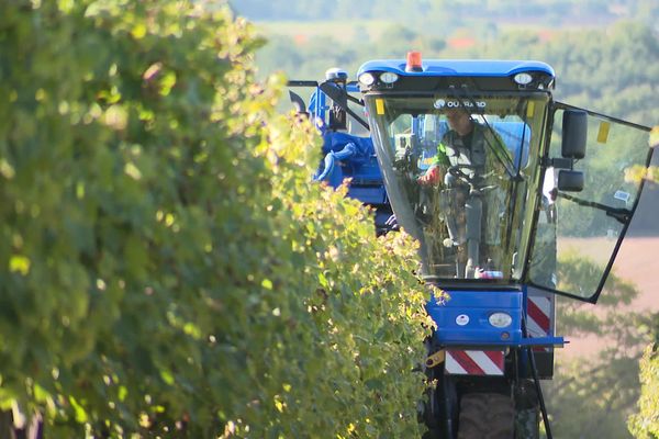 A Sonneville, Quentin Guillon a lancé ses vendanges sous le soleil.