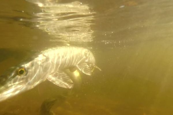 Rempoissonnement du lac de Vassivière en Limousin