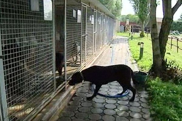 Le refuge de Beauregard, situé à côté de Nevers, dans la Nièvre,  accueille environ 120 chiens abandonnés par an. 