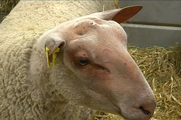 Plusieurs animaux de la Nièvre et de Saône-et-Loire ont été primés lors du concours du mouton charollais au SIA 2019 à Paris. 