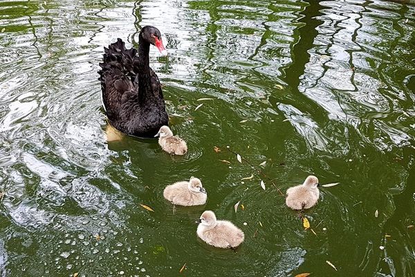 Pour l'instant, les petits cygnes ont encore leur plumage clair de naissance