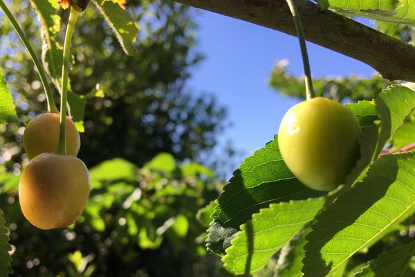 C'est pas encore ce samedi que rougiront les cerises du voisin !