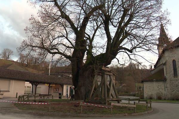 L'arbre a plus de 600 ans. Il aurait été planté autour de 1390.