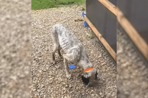 Dorota, une jeune chienne de 4 ans, était livrée à elle-même. Depuis deux ans, des habitants essayaient de la capturer pour la mettre en lieu sûr.