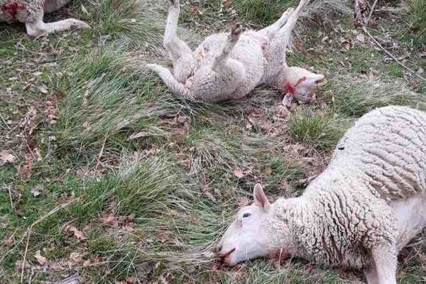 Une nouvelle attaque attribuée au loup à Saou (Drôme). Photo d'archive.