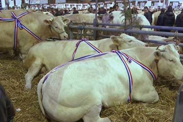 La 20e édition du festival du Boeuf, dimanche 7 décembre 2014.