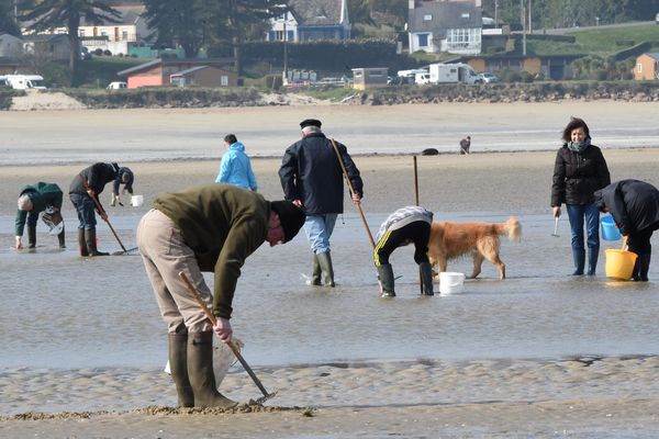 Pêche à pied de loisir lors des grandes marées.