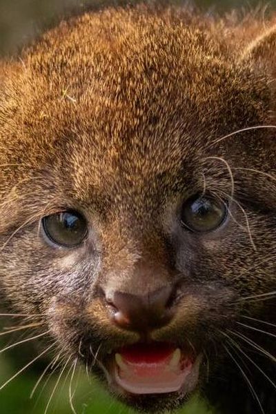 Un bébé jaguarondi est né au Domaine des Fauves des Abrets en Dauphiné, en Isère.