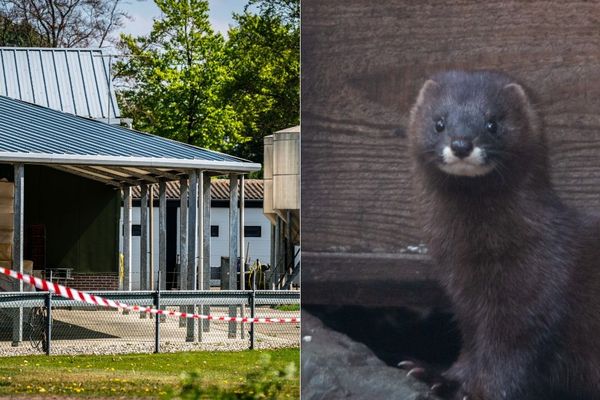 Cette ferme à visons de Beek en Donk, près d'Eindhoven, a dû être bouclée (image d'illustration à droite).