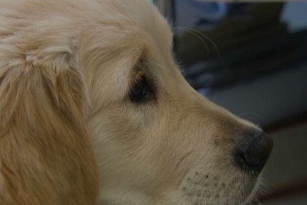 Ysi, chienne thérapeutique à l'hôpital Esquirol de Limoges