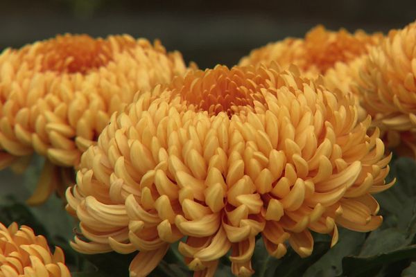 Le chrysanthème, fleur de la Toussaint