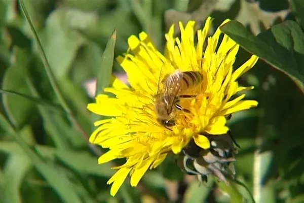 Du fait des mauvaises conditions météo, les abeilles n'ont pas pu sortir lors de ce printemps 2024.