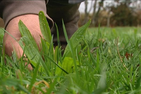 Le plantain, plante miracle, redécouverte en Limousin