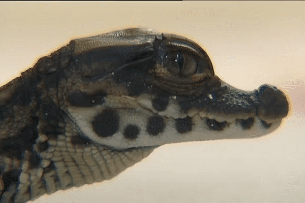 L'un des trois bébés crocodiles à front large, une espèce assez rare en captivité