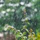 Pluie en matinée, ce mercredi en Normandie