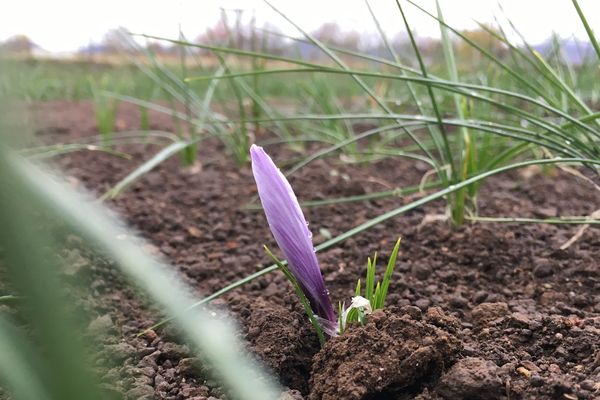 La floraison du safran a connu son apogée au mois d'octobre.