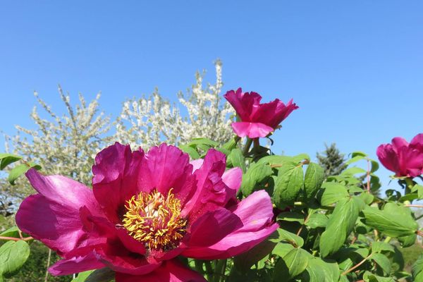 Pivoines au soleil dans la région Pays de La Loire.