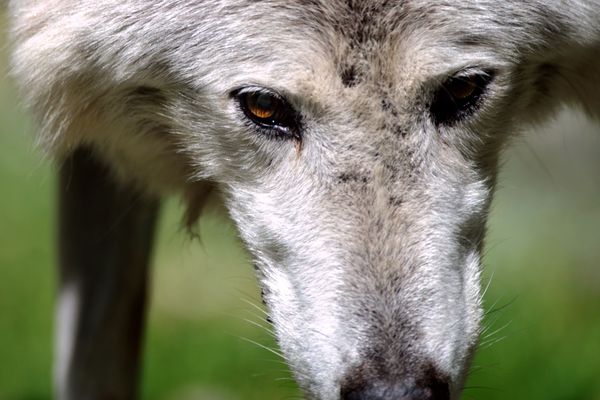 Un loup renversé par un véhicule à La Mole dans le Var