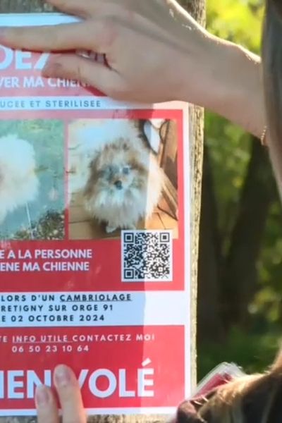 Charlotte continue d'accrocher des affiches en espérant que quelqu'un retrouve sa chienne volée lors d'un cambriolage