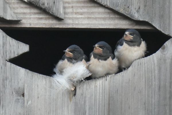 Poussins d'hirondelles rustiques âgées de 15 jours au nid.