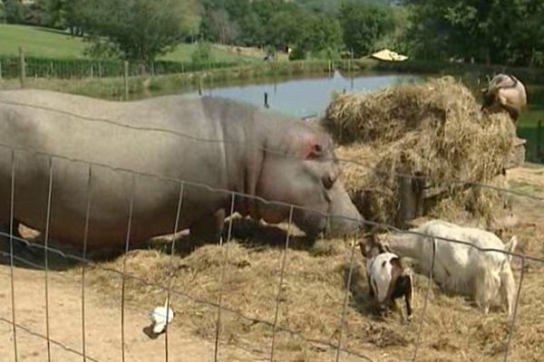 Depuis près de 20 ans, Jules la mascotte du parc animalier d'Auvergne, à Ardes-sur-Couze, dans le Puy-de-Dôme, est obligé de partager ses appartements avec 5 chèvres et depuis peu un bébé canard. Les responsables du parc ont décidé de lui construire une nouvelle maison. Qui coûte cher ! D'où l'idée de faire appel à la générosité du public, via une plateforme de financement participatif.