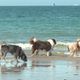 Sur cette plage de Saint-Briac en Ille-et-Vilaine, les chiens sont les bienvenus, toute l'année.