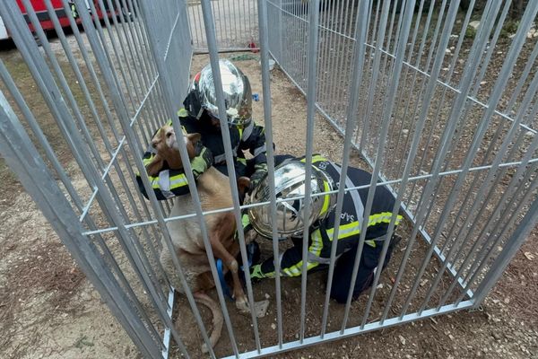 Les sapeurs-pompiers du Gard sont une nouvelle fois intervenus pour capturer un animal.