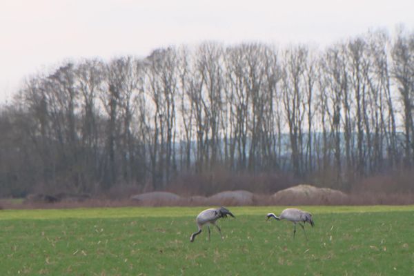 Deux grues cendrées prennent leur encas dans un champ semé.