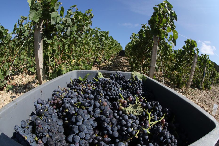 "Des vendanges dans des conditions proches de l'esclavage". Le procès va durer 3 jours au tribunal de Reims.