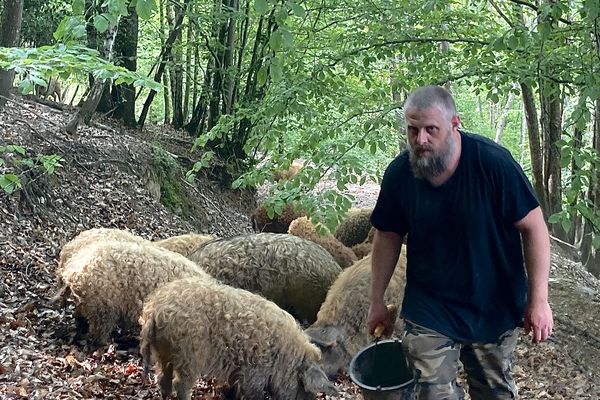 Aymeric nourrit les cochons pour les besoins du reportage