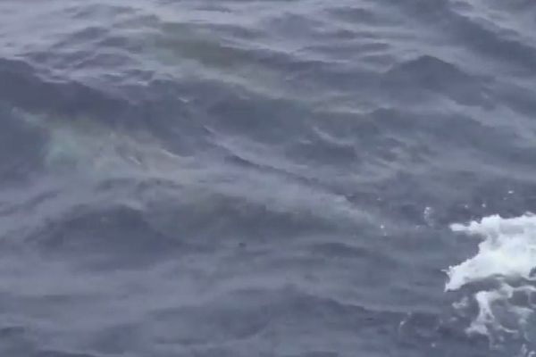 Plusieurs dauphins ont rejoint le bateau de Fabrice Amedeo alors qu'il commence à contourner l'anticyclone des Açores.