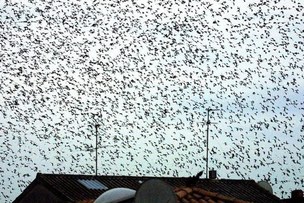 Les étourneaux, oiseaux indésirables pour les villes. Photo d'illustration.