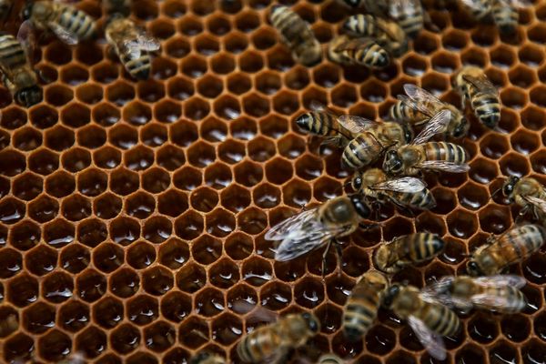 Maxime Bardiaux, apiculteur auvergnat, a observé "un retard de développement" pour ses abeilles se trouvant proche de grandes cultures agricoles.