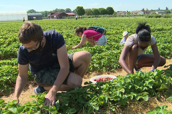 Dans ce champs en Côte d'Or, ce sont les consommateurs qui viennent cueillir les fraises