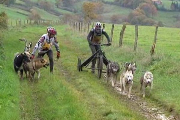 Habituellement, les courses de chiens de traîneaux se font dans la neige. Mais pour les adeptes de la discipline, les parcours sur terre sont d'une grande utilité. Ils permettent de mieux tester les capacités physiques des chiens.