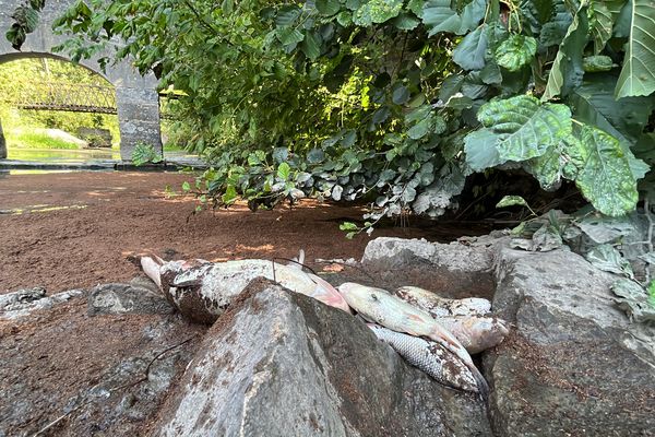 Des poissons morts à cause de la sécheresse dans la Goulotte, à Chevigny-Saint-Sauveur (Côte-d'Or)