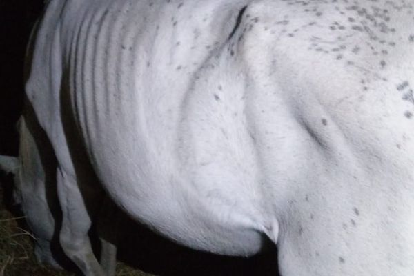 Une photo de la maigreur du cheval Ultramarin