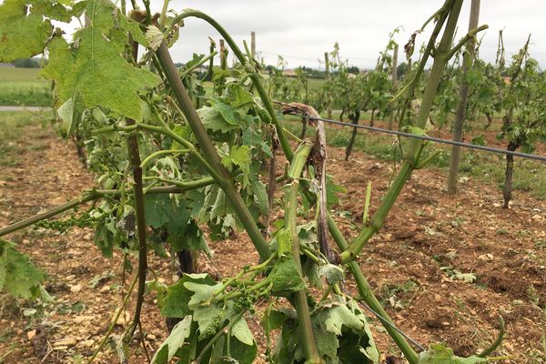 Dans les vignes de Vaux-Rouillac, l'orage de grêle a causé d'importants dégâts.