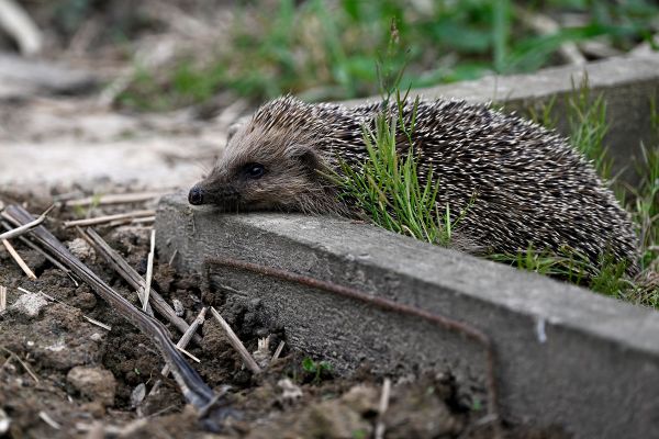 Voici quelques conseils pour protéger les hérissons dans votre jardin.