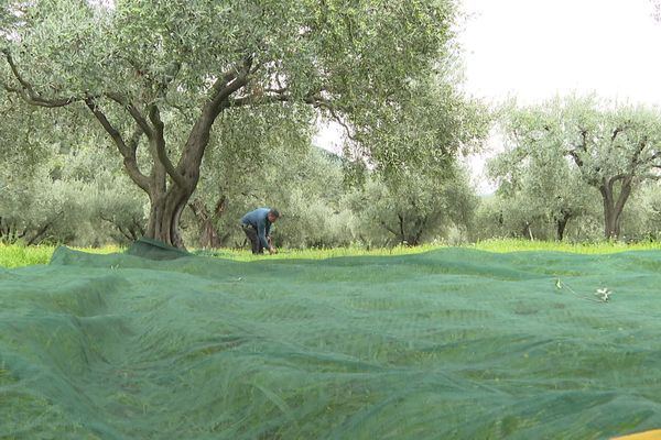 Dans les oliveraies du pays de Nyons, les bâches sont de sortie et s'étalent au pied des arbres pour la récolte. Elle a commencé début novembre pour l'huile d'olive. La récolte des olives de table suivra plus tard.