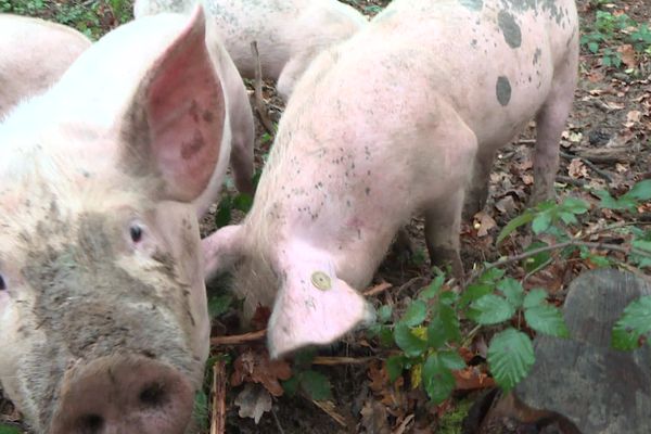 Un éleveur de porcs en Seine-Maritime a tué illégalement des porcs chez lui. Une enquête est en cours.