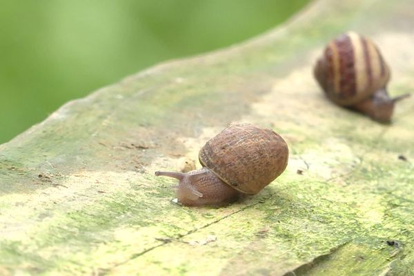 Les escargots sont un incontournable des fêtes de fin d'année.