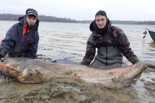 Un Pecheur De Cote D Or Sort Un Silure De Plus De 2 Metres Du Lac Du Der