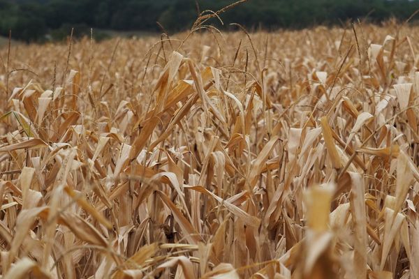 343 communes du Puy-de-Dôme sont concernées par la reconnaissance anticipée de calamité agricole sécheresse. 